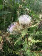 Image of Cirsium obvallatum (M. Bieb.) M. Bieb.