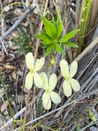 Image of Stylidium galioides C. A. Gardner