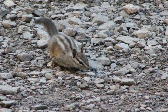 Image of Palmer’s Chipmunk