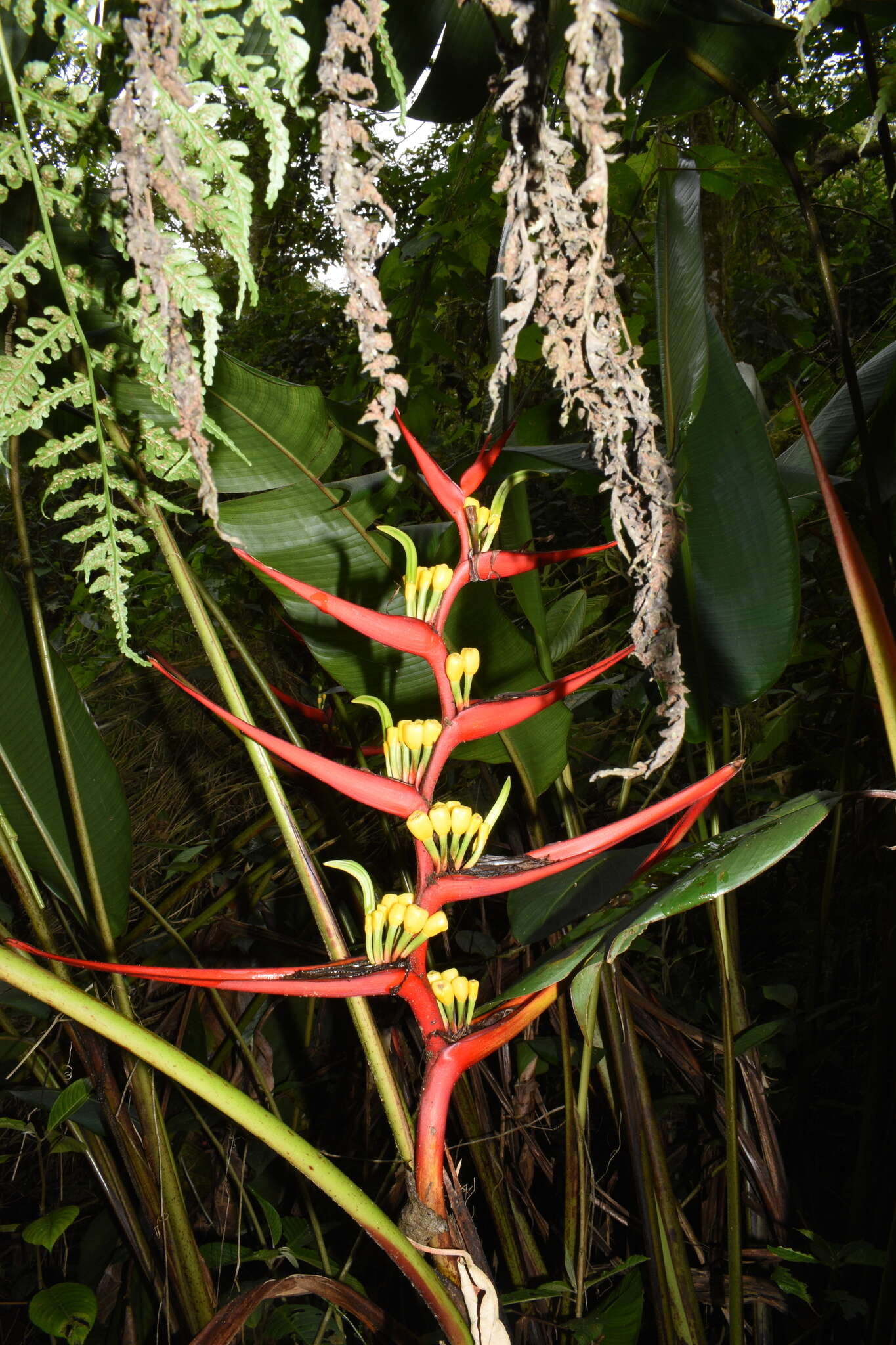 Image of Heliconia burleana Abalo & G. Morales