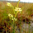 Image of Habenaria ambositrana Schltr.
