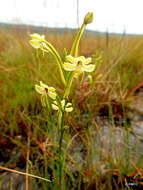 Image of Habenaria ambositrana Schltr.