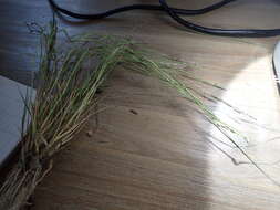 Image of purple sandgrass