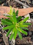 Image of Banksia ericifolia subsp. ericifolia