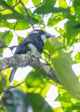 Image of Black-breasted Puffbird