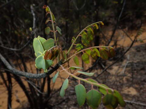 Image of Cedrelopsis grevei Baill. & Courchet