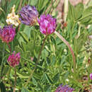 Image de Trifolium parryi subsp. montanense (Rydb.) J. M. Gillett