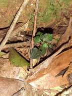 Image of Odontochilus nanlingensis (L. P. Siu & K. Y. Lang) Ormerod