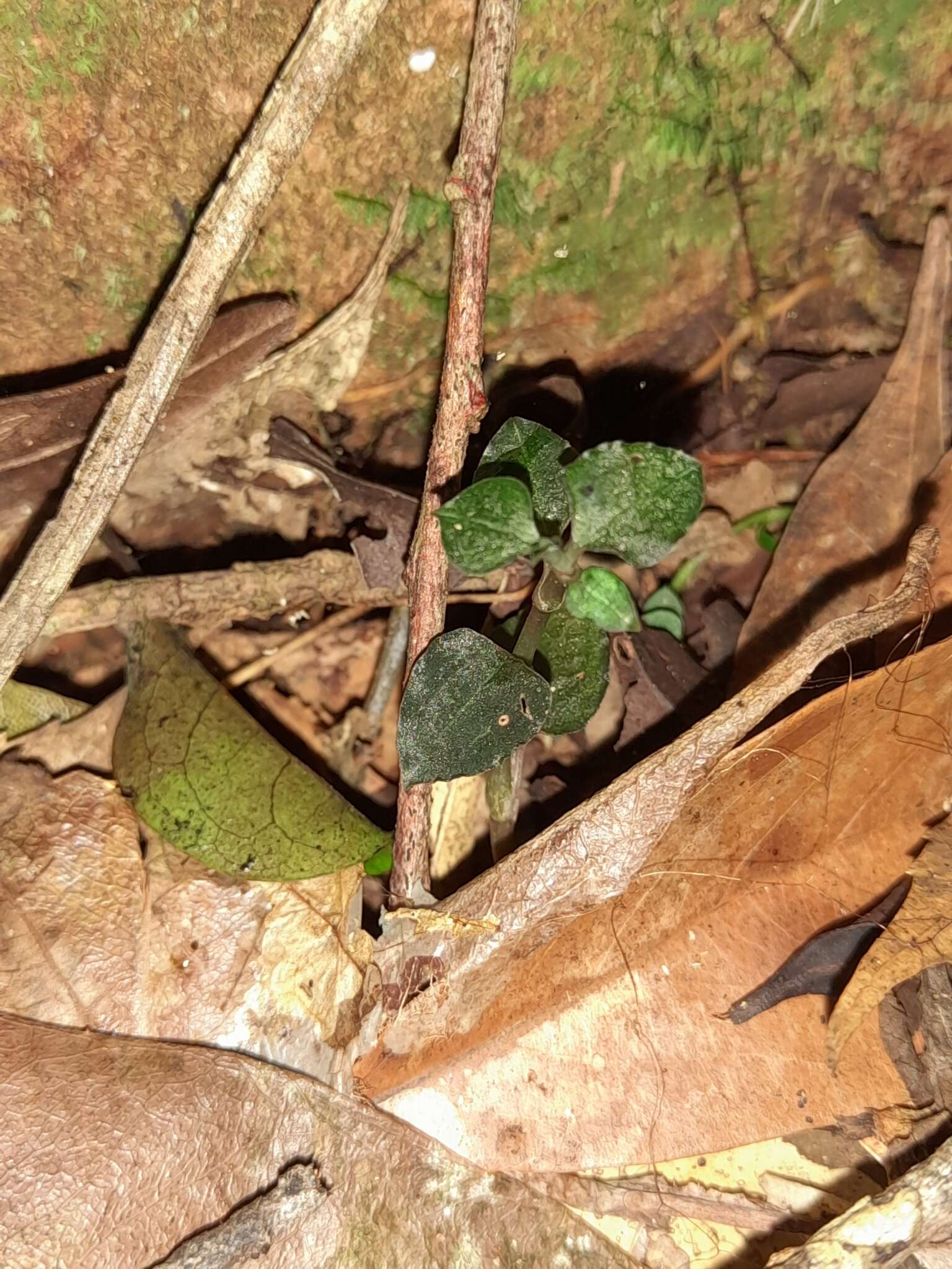 Image of Odontochilus nanlingensis (L. P. Siu & K. Y. Lang) Ormerod