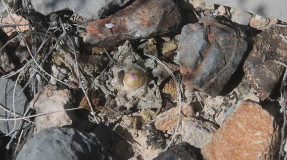 Ariocarpus bravoanus subsp. hintonii (Stuppy & N. P. Taylor) E. F. Anderson & W. A. Fitz Maur. resmi