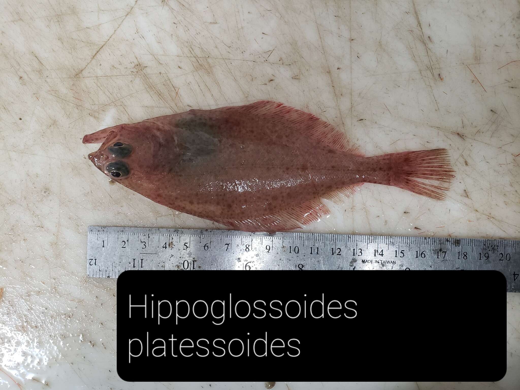 Image of Hippoglossoides