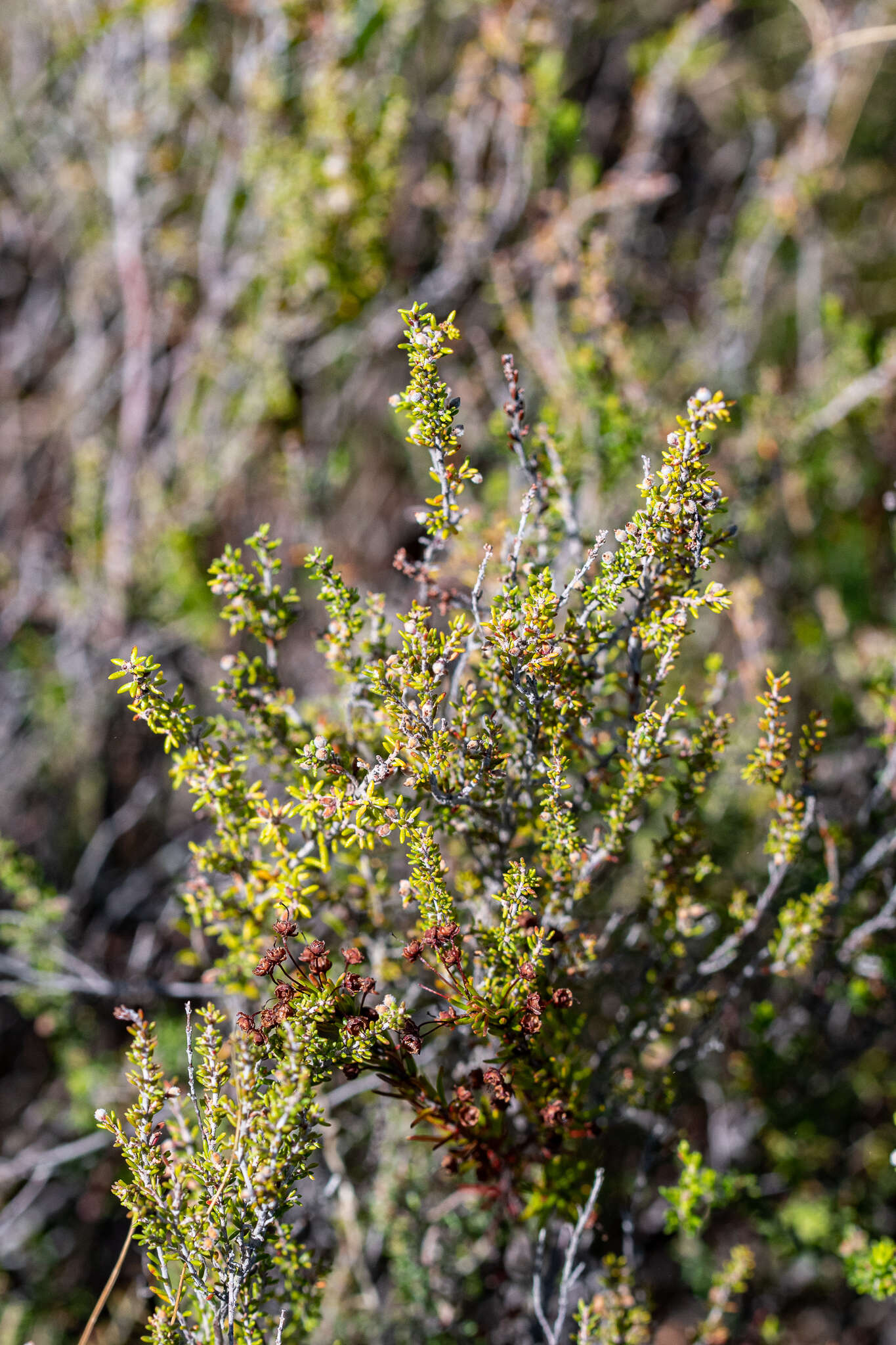 Image of Erica puberuliflora E. G. H. Oliver