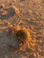 Image of Mottled Purse Crab