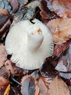 Image de Russula roseopileata McNabb 1973