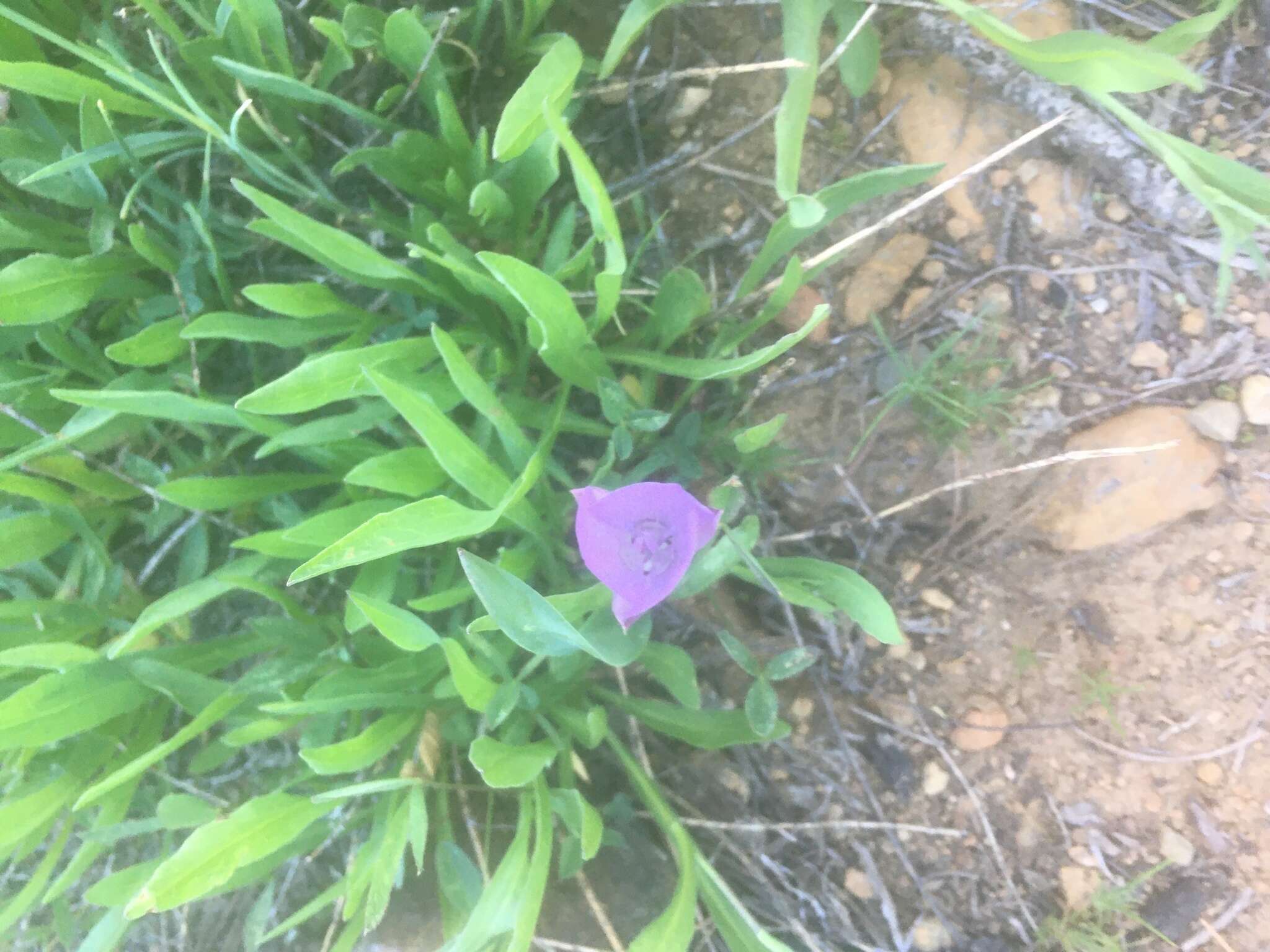 Image de Calochortus nudus S. Watson