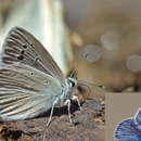 Polyommatus cilicius (Carbonell 1998) resmi