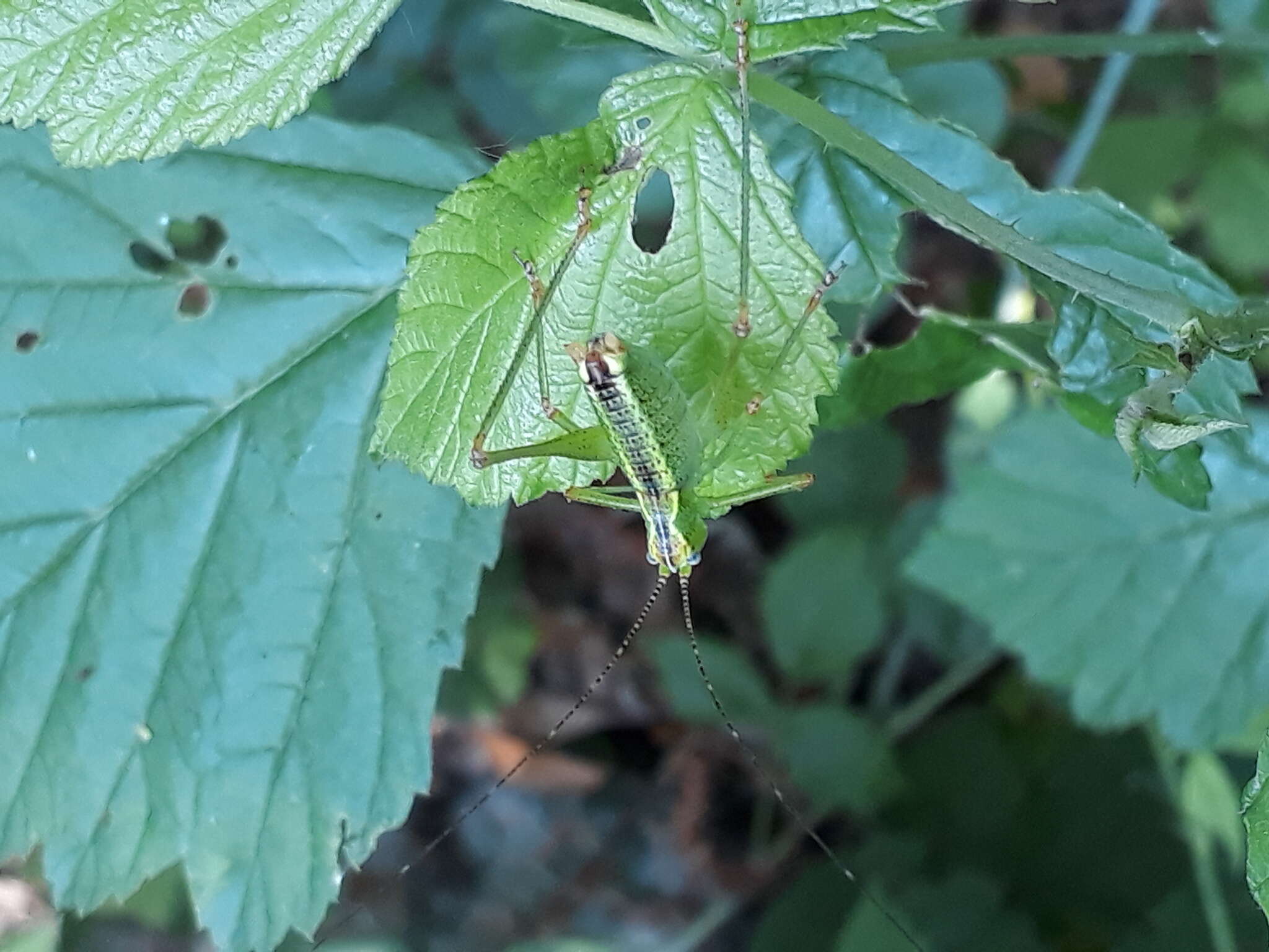 Image of Andreiniimon nuptialis (Karny 1918)