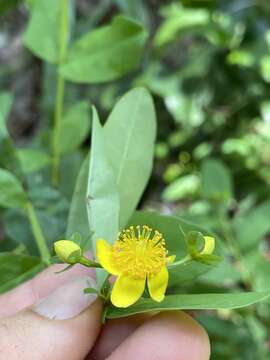 Image de Hypericum apocynifolium Small