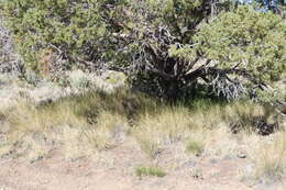 Imagem de Elymus elymoides subsp. elymoides