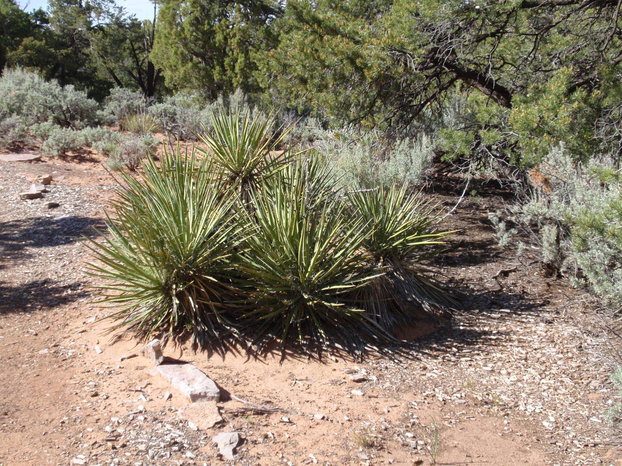 Yucca baccata Torr. resmi