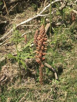 Image of greater broomrape