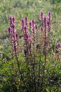 Image of Raup's Indian paintbrush