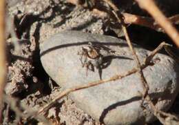 Image of Habronattus conjunctus (Banks 1898)