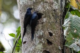 صورة Poeoptera lugubris Bonaparte 1854