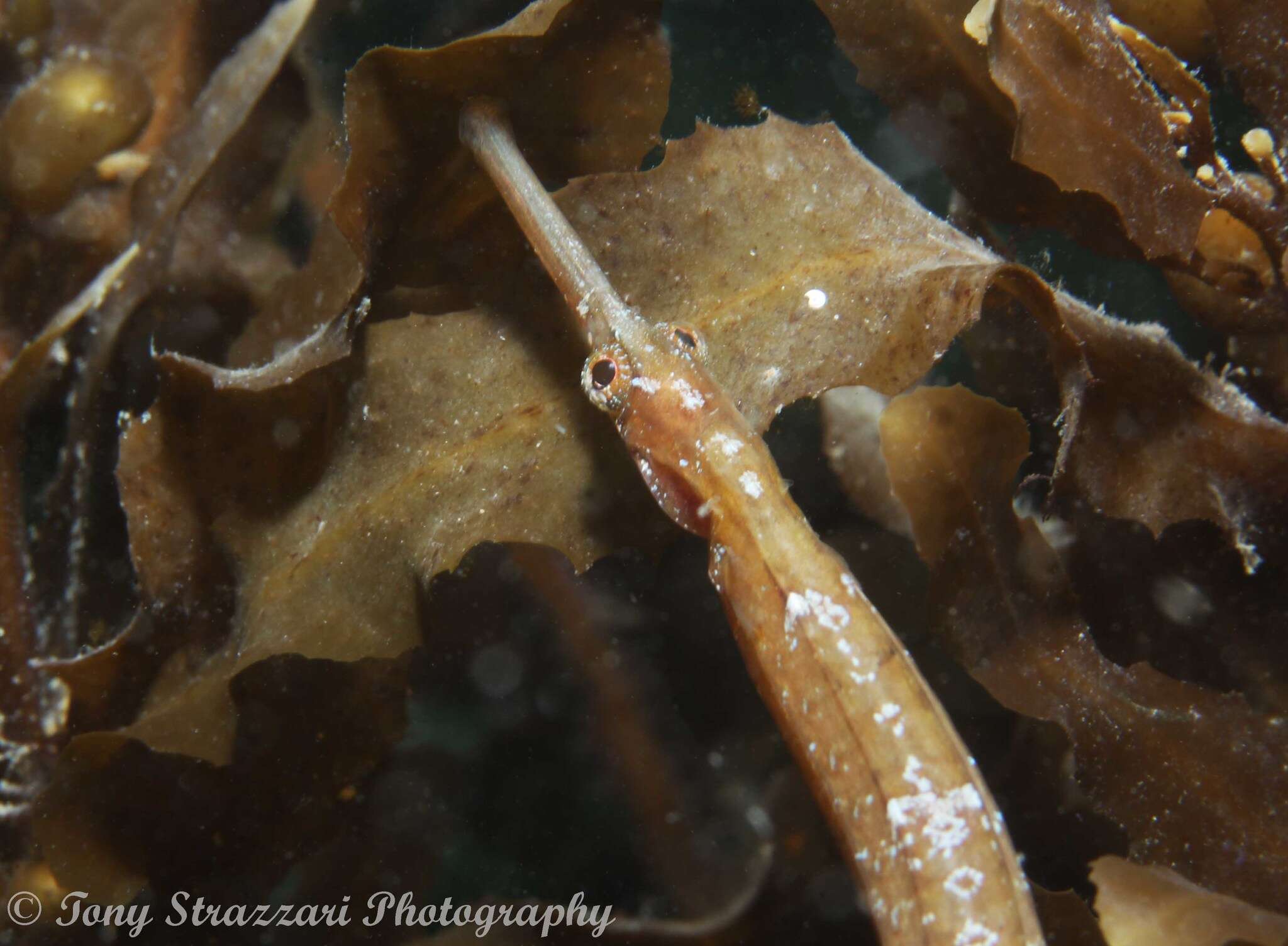 Image of Mother-of-pearl pipefish