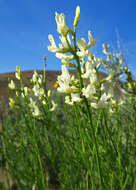 صورة Astragalus cusickii A. Gray