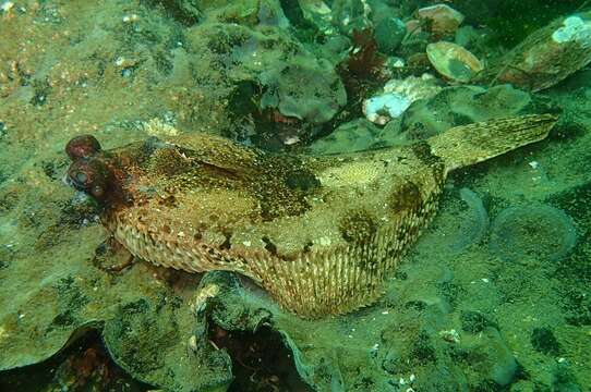 Imagem de Pleuronichthys coenosus Girard 1854