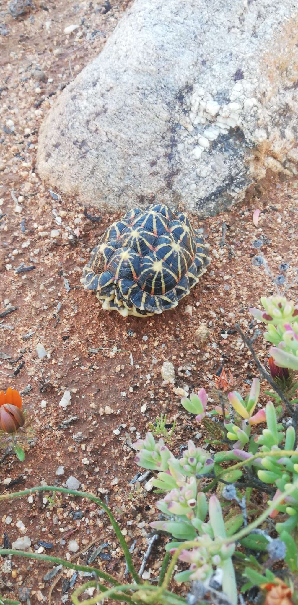 Image of Western Tent Tortoise