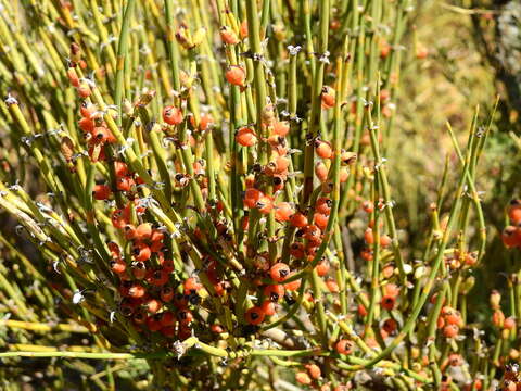 Image of Ephedra ochreata Miers