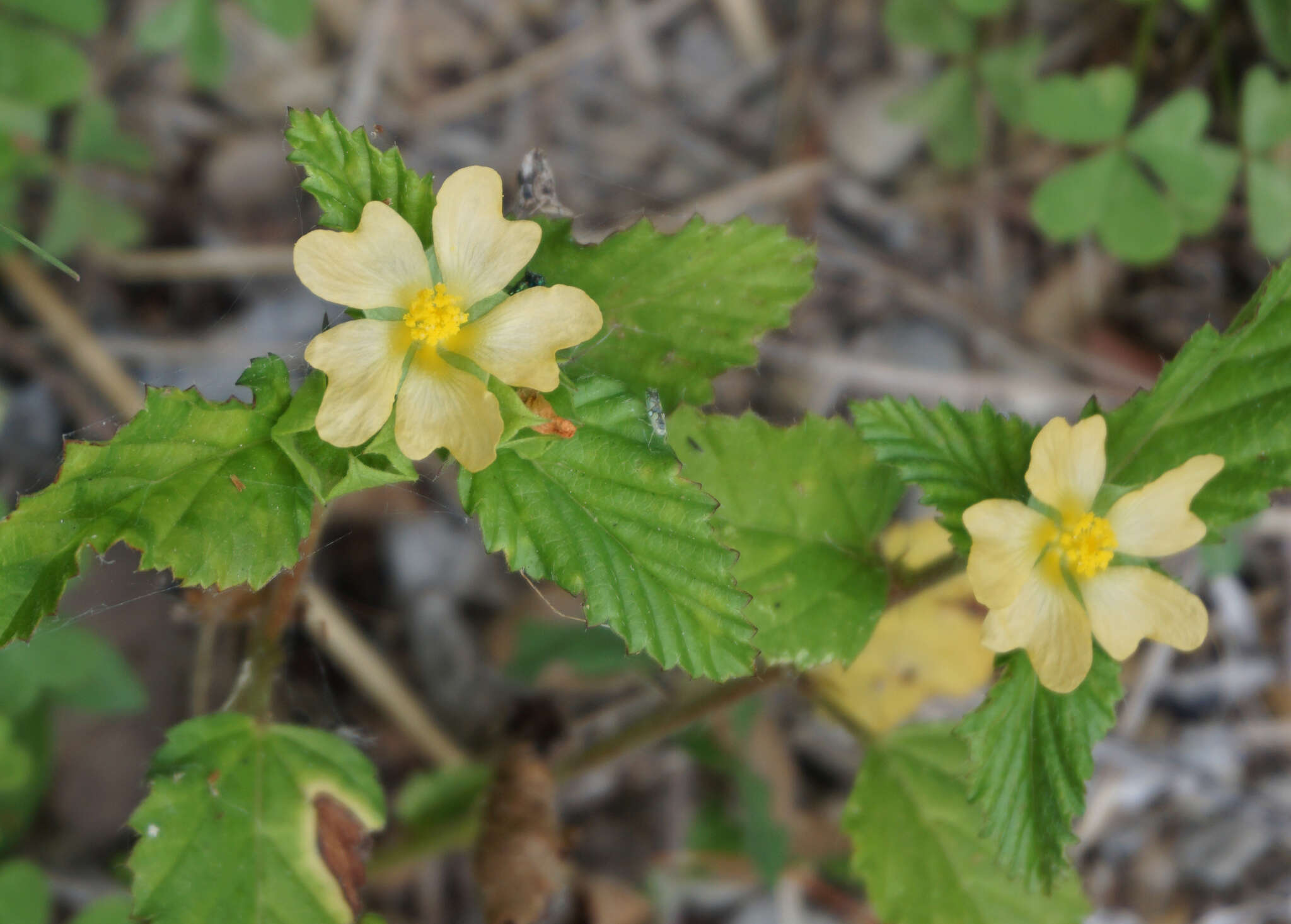 Image of Malvastrum coromandelianum subsp. coromandelianum