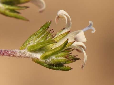 Image of Wahlenbergia cinerea (L. fil.) Lammers