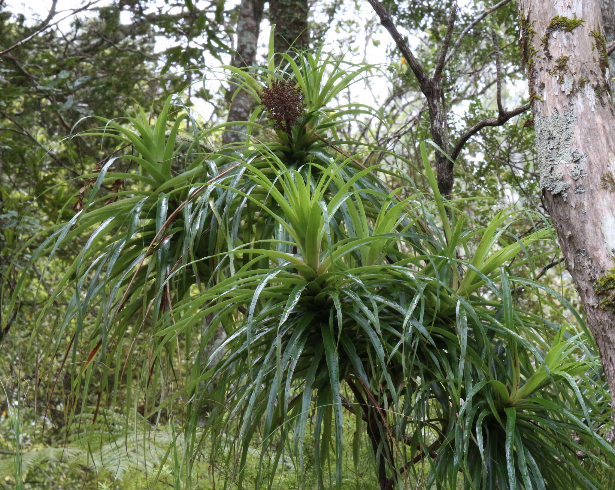 Image of Dracophyllum latifolium A. Cunn.