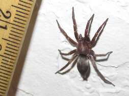 Image of Ground spider