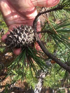 Image of Hickory Pine