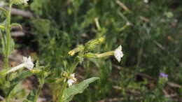 Image of Cleveland's tobacco