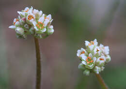 Plancia ëd Micranthes texana (Buckl.) Small