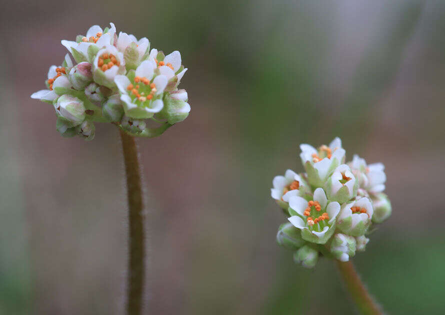 Plancia ëd Micranthes texana (Buckl.) Small