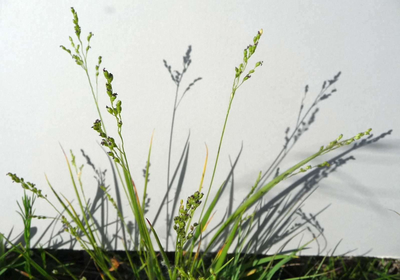 Panicum linearifolium Scribn. resmi