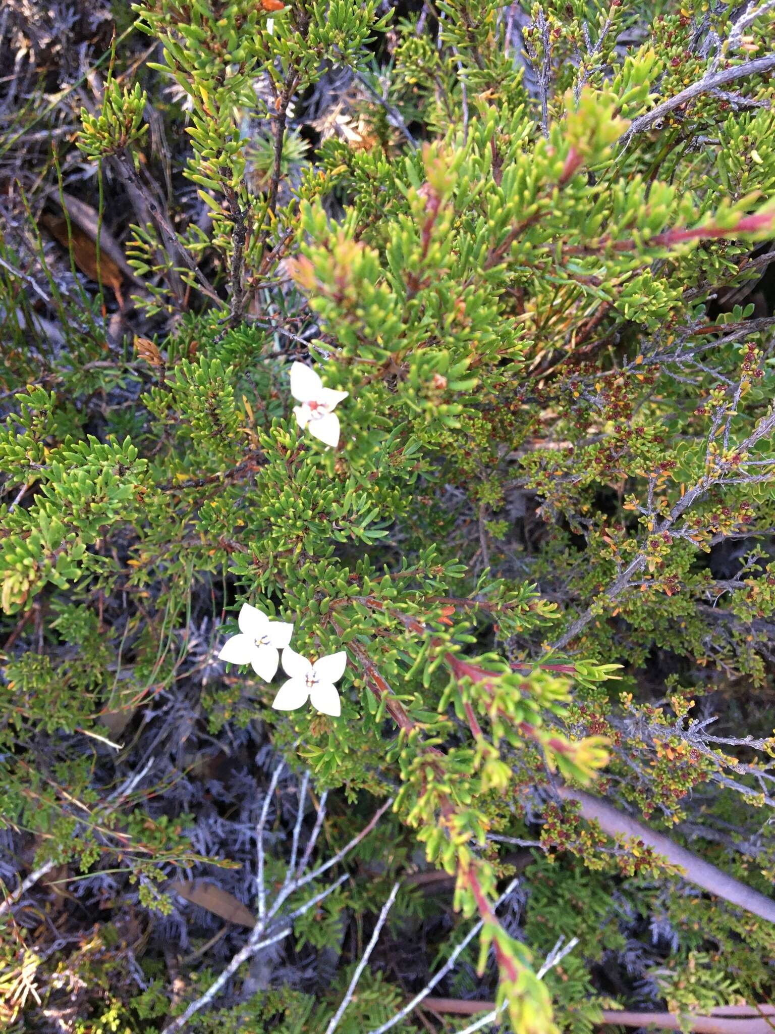 Image of Lemon Boronia