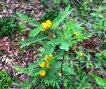 صورة <i>Senna coronilloides</i>