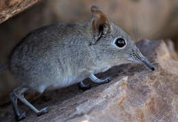 Image of Eastern Elephant-shrew