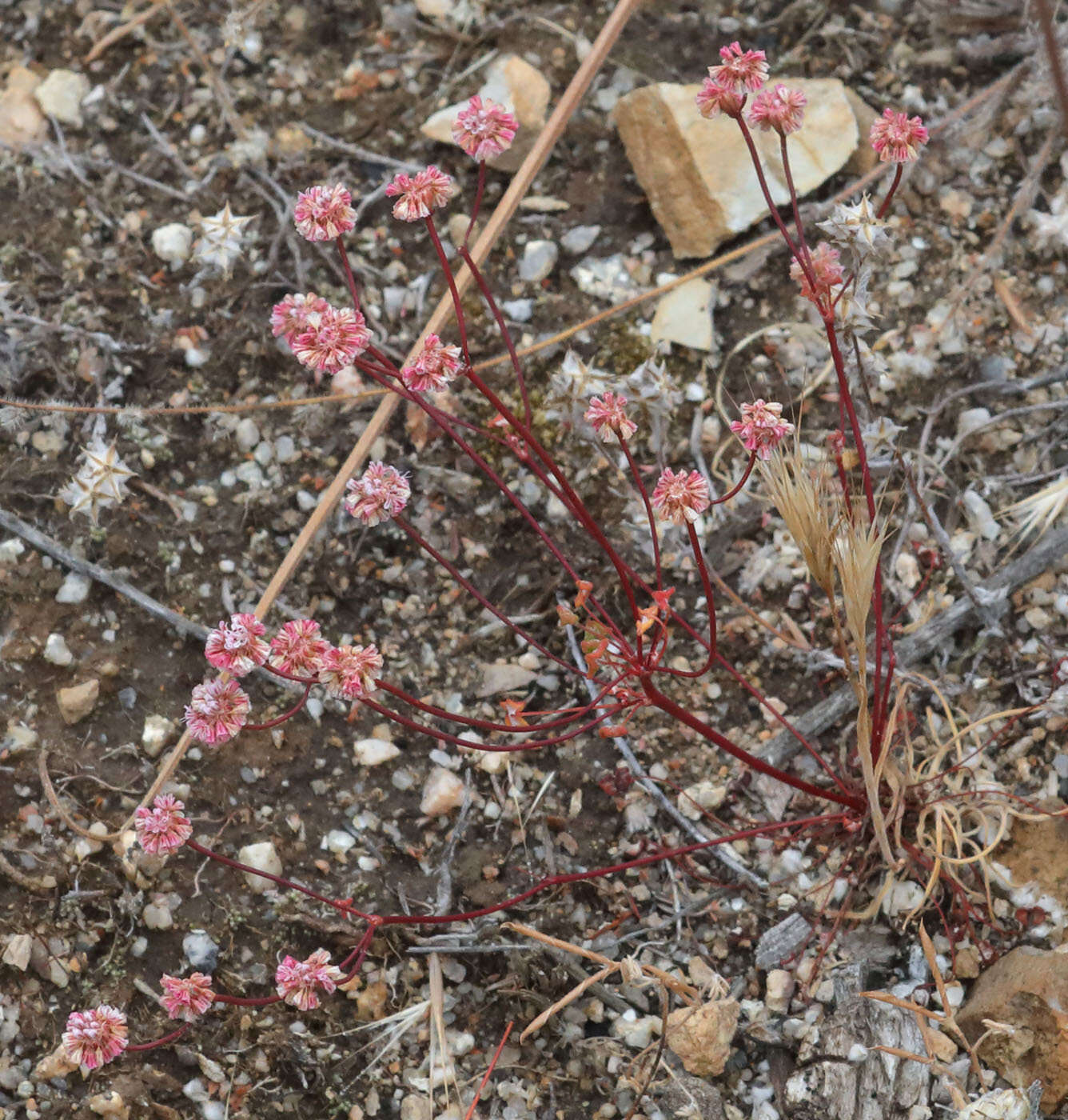 Image of Pinnacles buckwheat