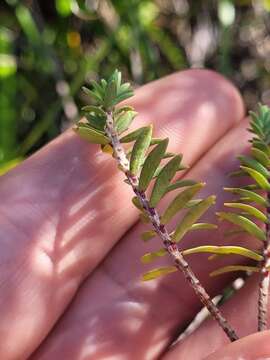 Image of Pimelea orthia C. J. Burrows & Thorsen