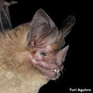 Image of pygmy round-eared bat