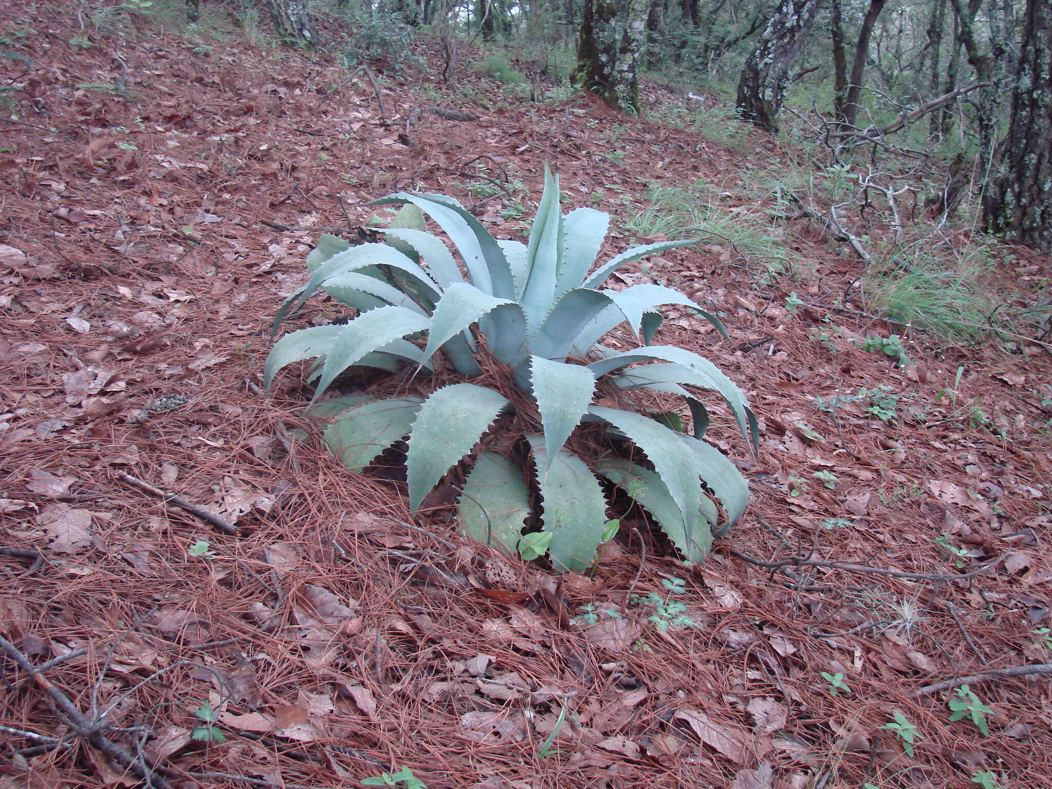 Sivun Agave potatorum Zucc. kuva