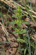 Image of Cruciata glabra (L.) Opiz